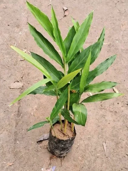 Elaichi Spice Plant | Aromatic Herbal Plant | Cardamom Plants